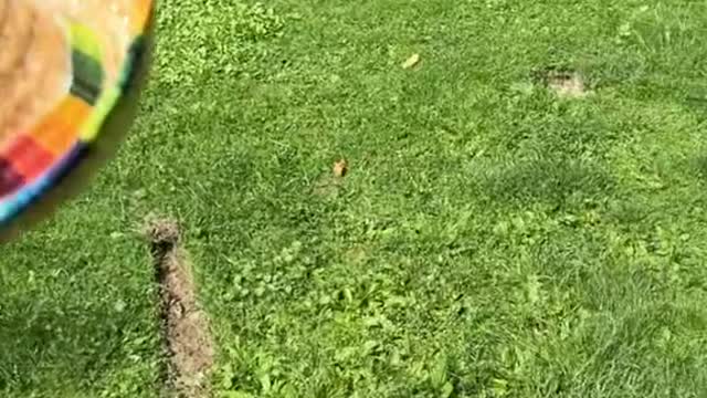 Sombrero Dozer