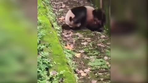 Funny Panda