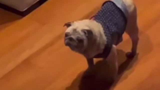 My pug sounds like a dinosaur 😂😂😂