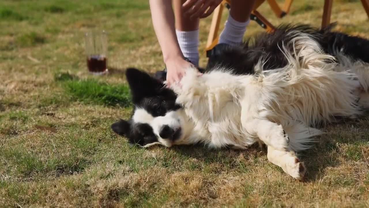 Play with the dog