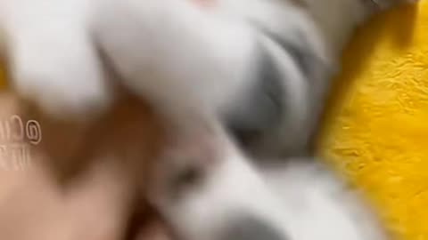 Cute pet moments with beat sync😂 | watch till the end😂
