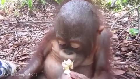 WATCH THIS ADORABLE BABY ORANGUTANS,,,SO CUTE