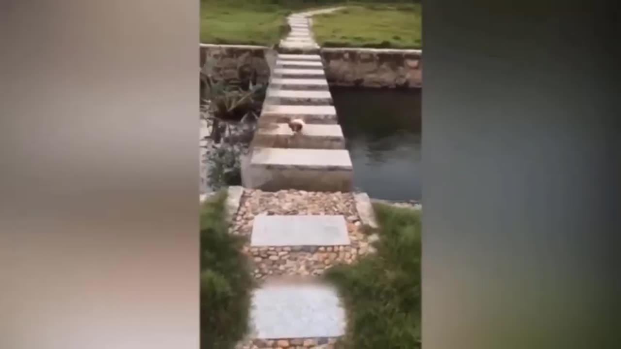 Most Funny Video 😂 #funnyvideo #funnyreels #fun #entertainment #funnycat #very #enjoy #shorts #viral