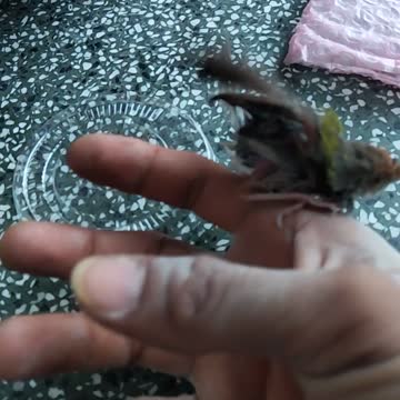 it is a pity for the bird to get soaked when it falls into the water.