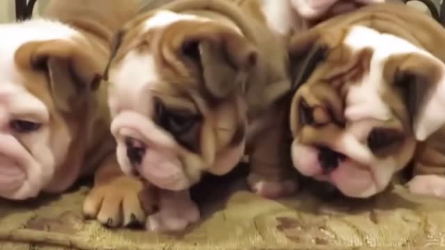 Cute English Bulldog and Puppies