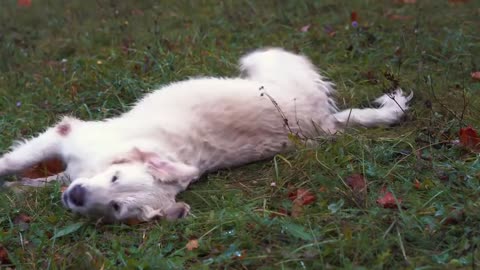 Dog Playing On Ground And Enjoying In Himself