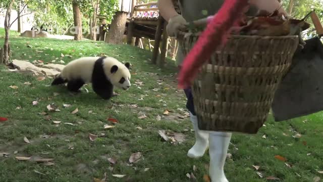 Panda cubs and nanny Mei’s war Ⅱ