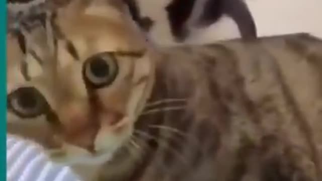 Aww Animals Baby Cats - Cute and Funny Cat Videos Compilation #34 |