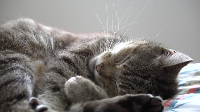 Little Cat Really Cute