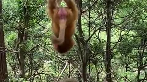 Cute Monkey China & Funny Love monkey| Animals Love #Short , (454)