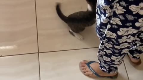 Curious Cat Helps Mop the Floor