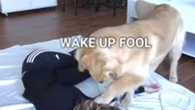 Faking My Death in Front of My 🐕 - Funny Dog Reacts