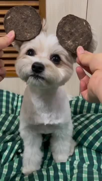 cute puppy 😃 funny moment 😭