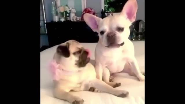 Funny Dogs Videos Compilation🐶🐕