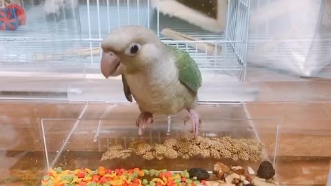 Cute parrot series 4