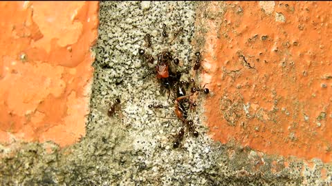 Ants - 18512