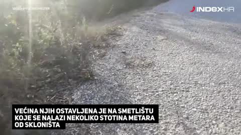 Nevjerojatna priča o čovjeku koji se brine o 450 pasa