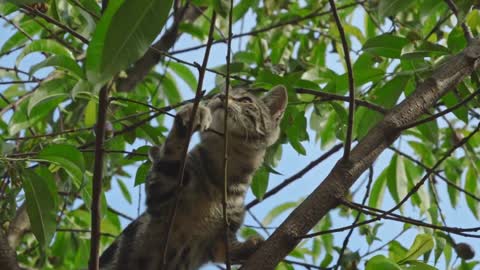 funny cats baby cat