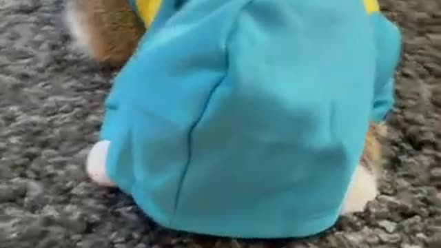 Cute animals Videos Compilation cutest moment of the animals - Cutest Puppies (11)