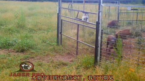 Photographers use corn to catch wild boars after repeated attempts!