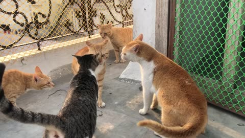 Cat Fight Funny Sound 🐱