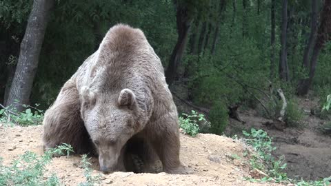 Grizzly bear sniffing the ground