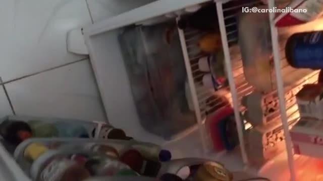 White cat chilling in fridge