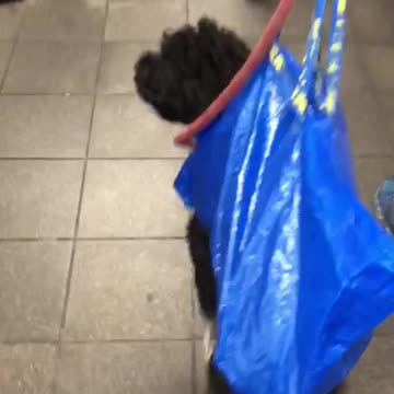 Black dog in blue ikea bag walking down stairs