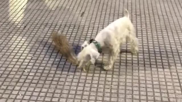 Three dogs holding stick and running around
