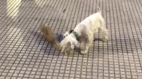 Three dogs holding stick and running around
