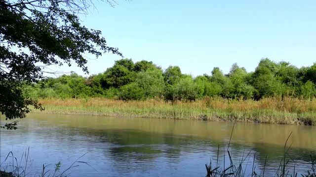 1 HOUR OF PLEASANT BIRD SONG, RELAXING RIVER SOUNDS IN THE