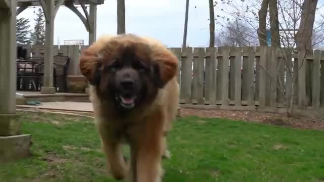 The most GIGANTIC dog I've ever done | This groom took forever!
