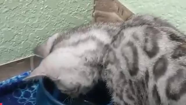 #Funny cats