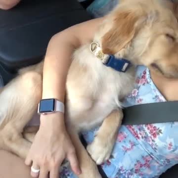 Lady Loving USA puppies Care