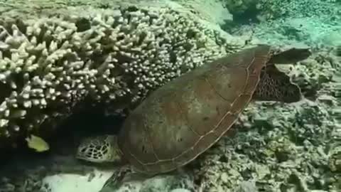 The world's largest Carall Reef