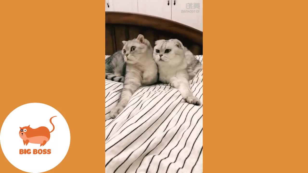 Cute Dogs and Cats | Funny Cats and Dogs Compilation 2021