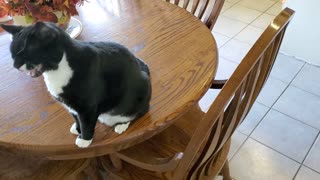 Cats are Protesting