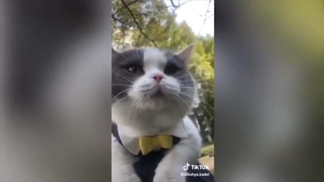 !!!CAT is happy to be alive!!! Good english speaking Cat :D