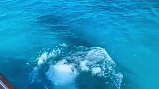 jumping offa yacht in EGYPT