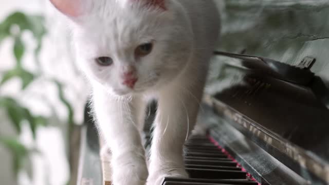 A Cat Walk over the PIANO