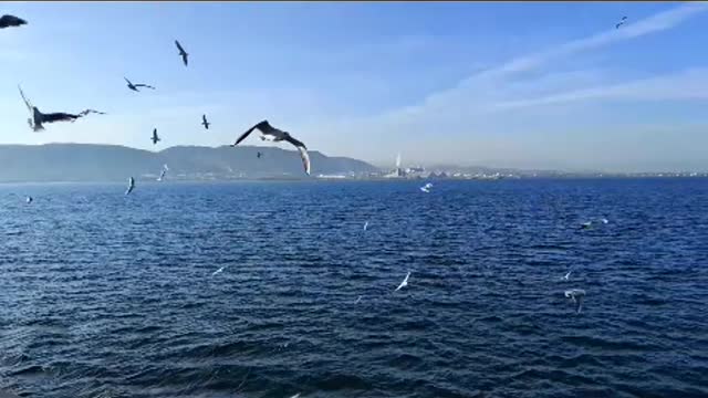 Seagull brave in the wind and rain