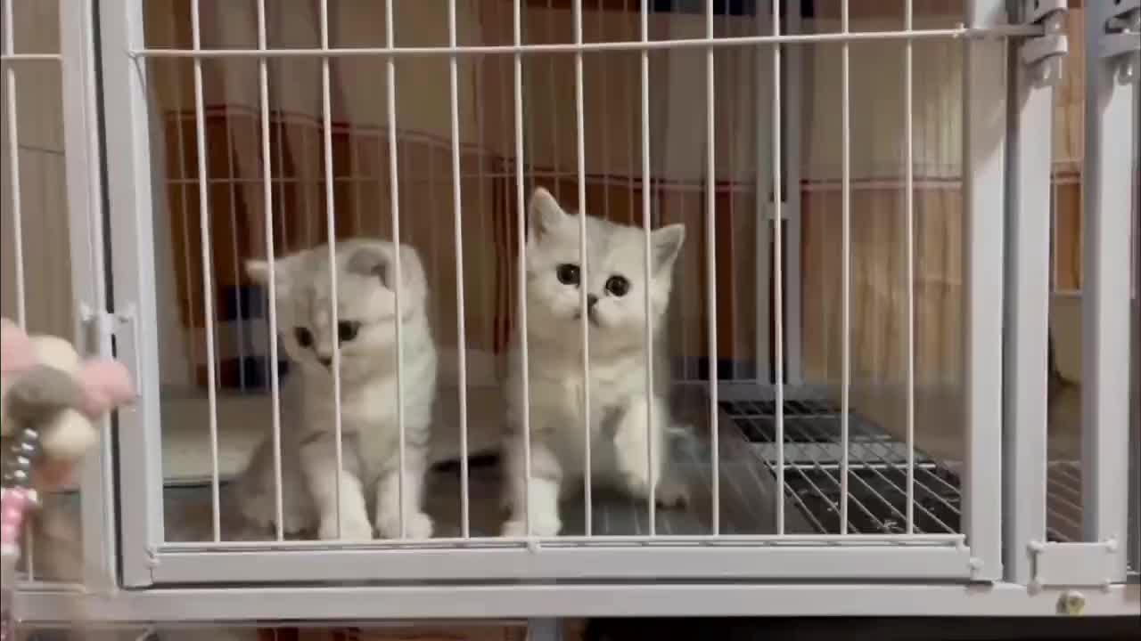 Three lively little white cats