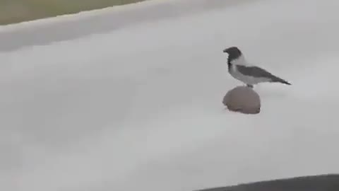 Crow helps a scared hedgehog cross the road…🥺😲