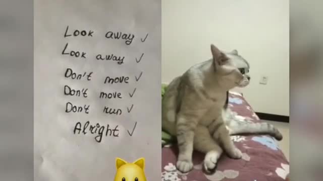 Have you seen Cats talking ? these cats can speak English better than hooman