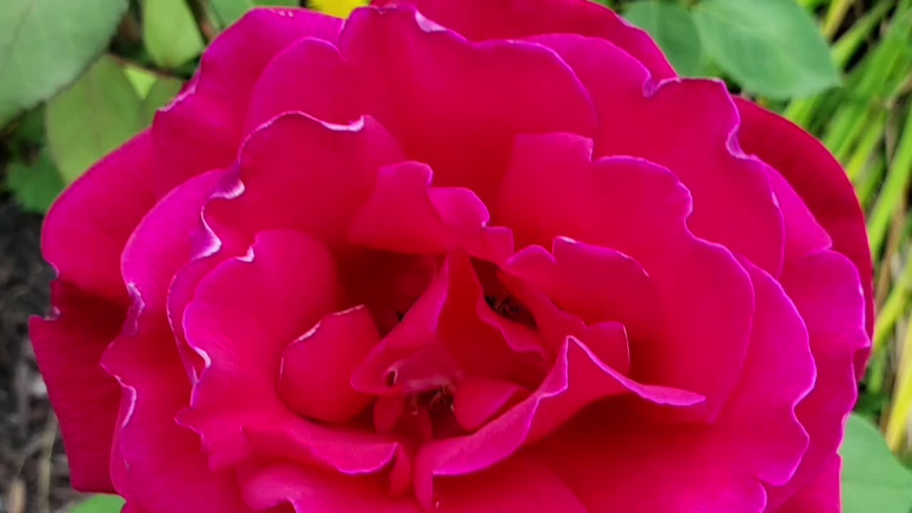 Flowers And A Raccoon From Petunia