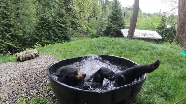 Black Bear Takes A Splashy Bath for real TBCA