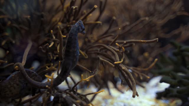 sea ​​travel, beautiful Seahorse😍