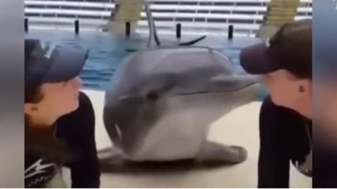 😂 Dolphin funny moments 😂 with human 🤵