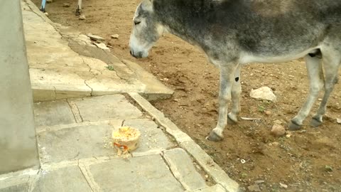 Donkey Kicks Dog