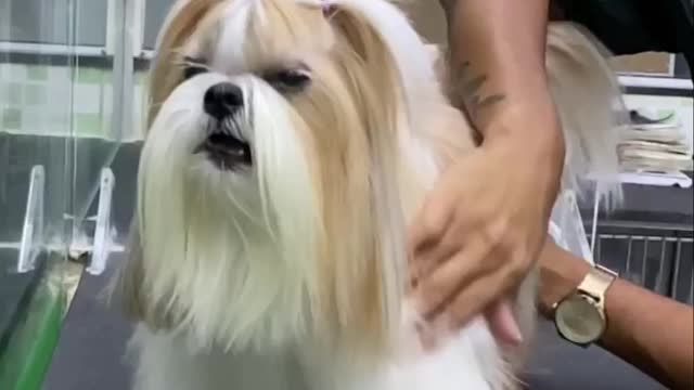 Funny Dog 😂